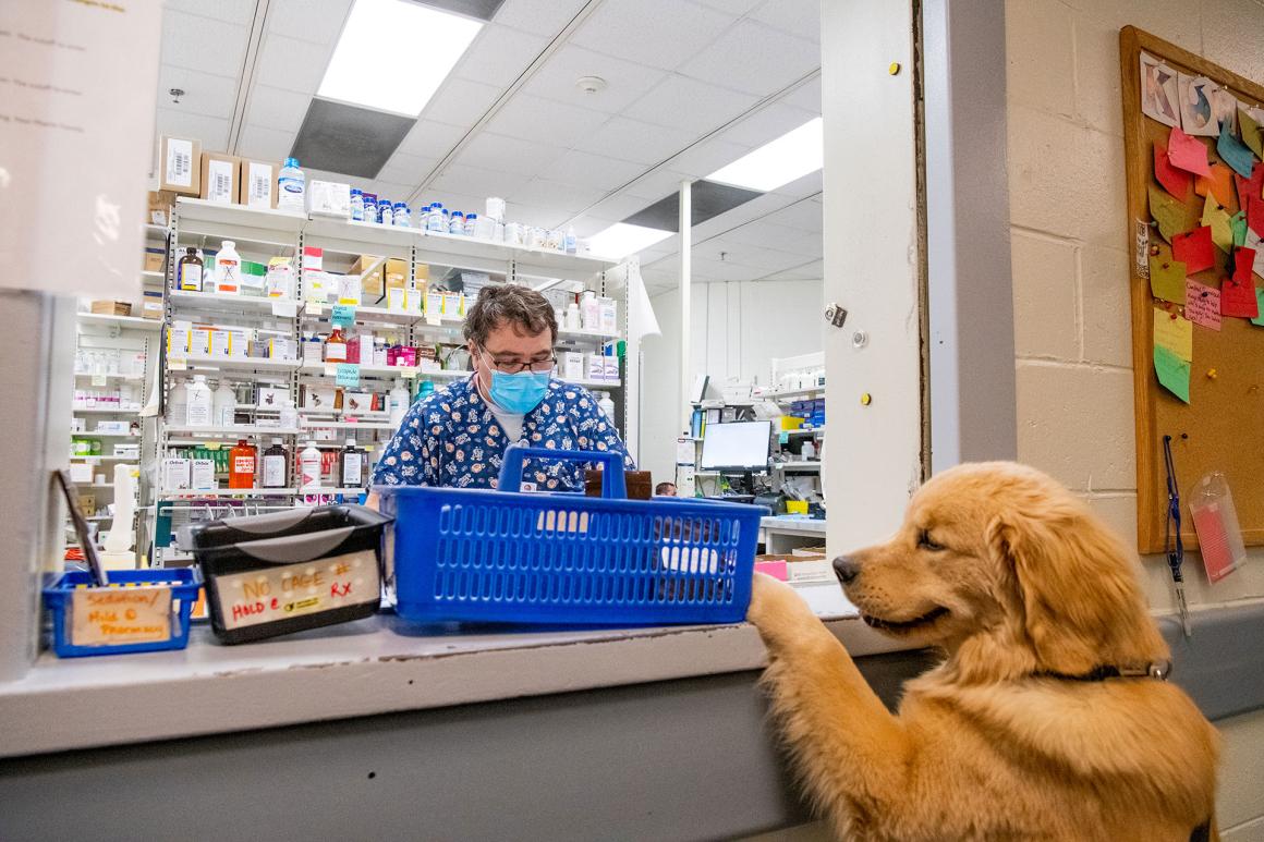 A Pharmacy Tech tends to golden retriever at the service window of the pharmacy at the Foster Hospital for Small Animals at Cummings School of Veterinary Medicine