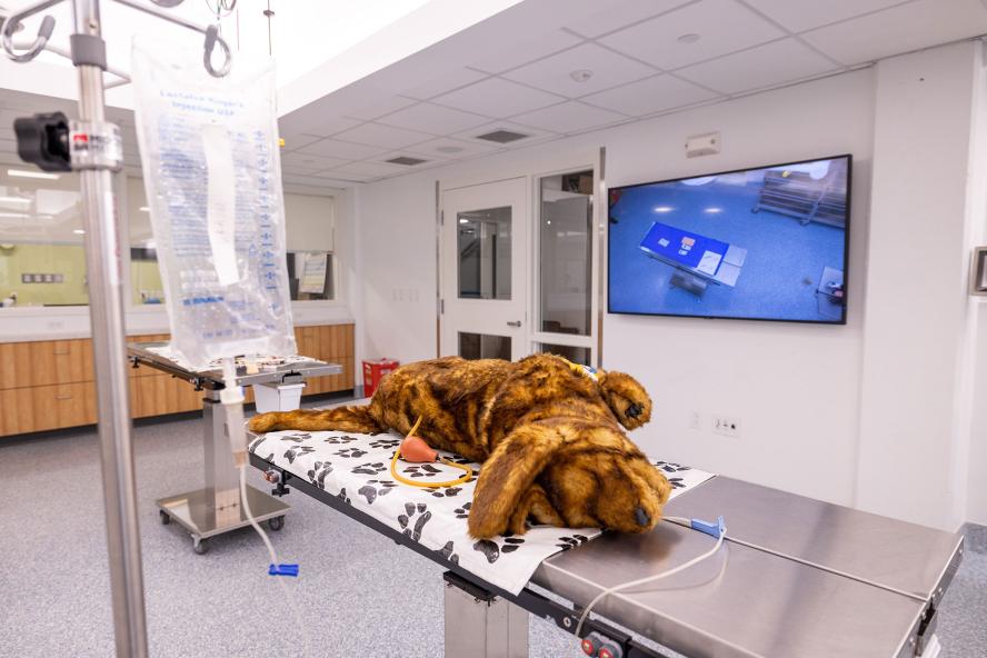 A patient simulation inside of Joseph Kelley, DVM simulation Laboratory at Cummings School of Veterinary Medicine at Tufts University
